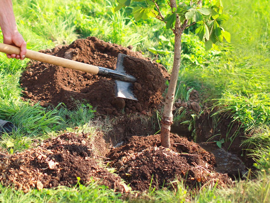 Plantation d'arbres avec des habitants